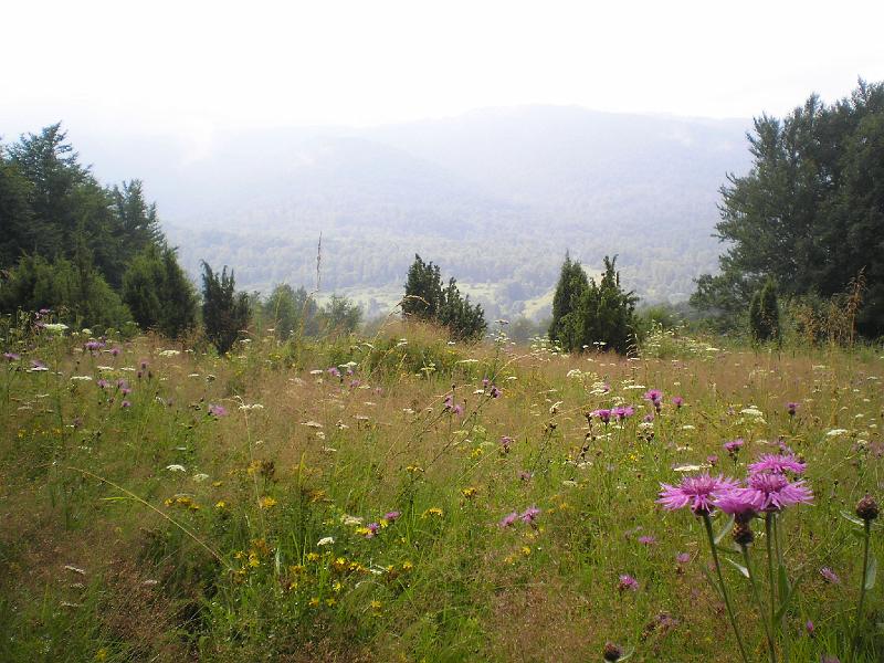 wakacje2008 012.jpg - Idziemy do Chatki Puchatka poprzez kwieciste bieszczadzkie łąki.